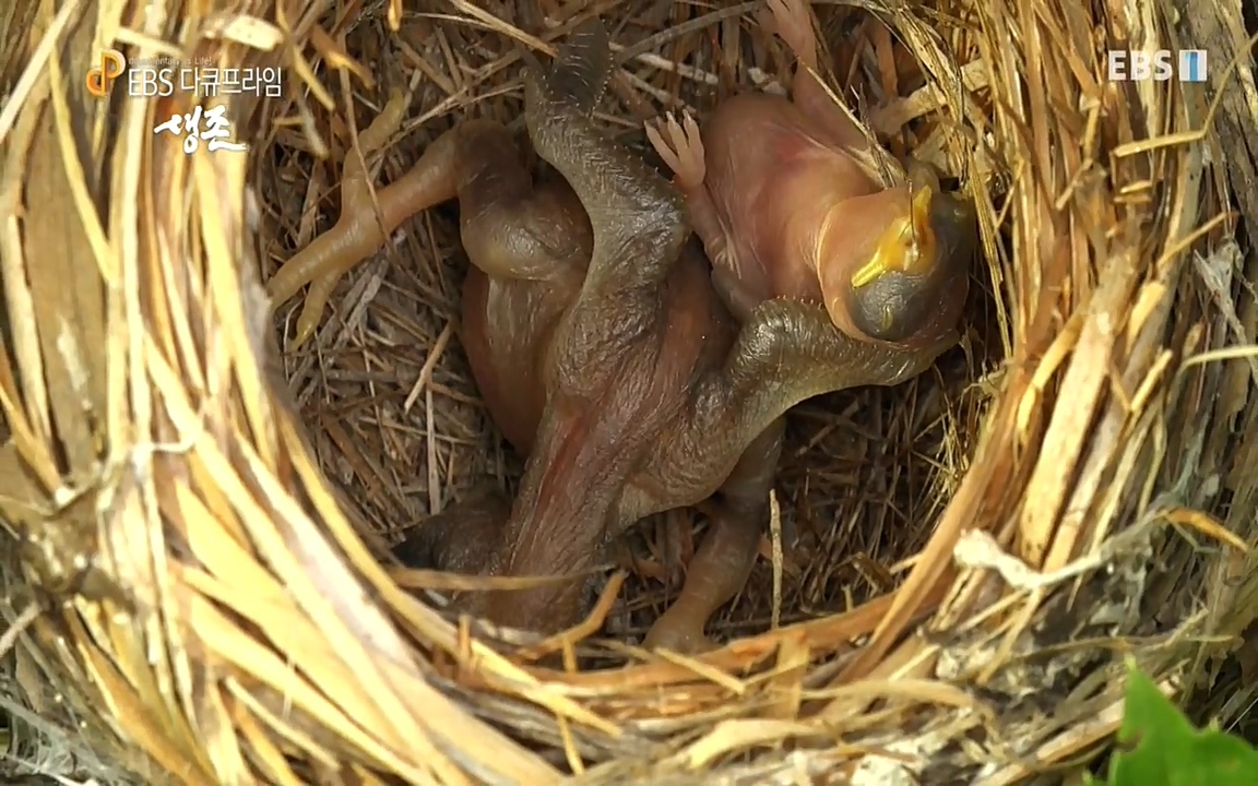 생존 3부_ EBS 다큐프라임_ 220629.avi_20220701_204655.643.jpg