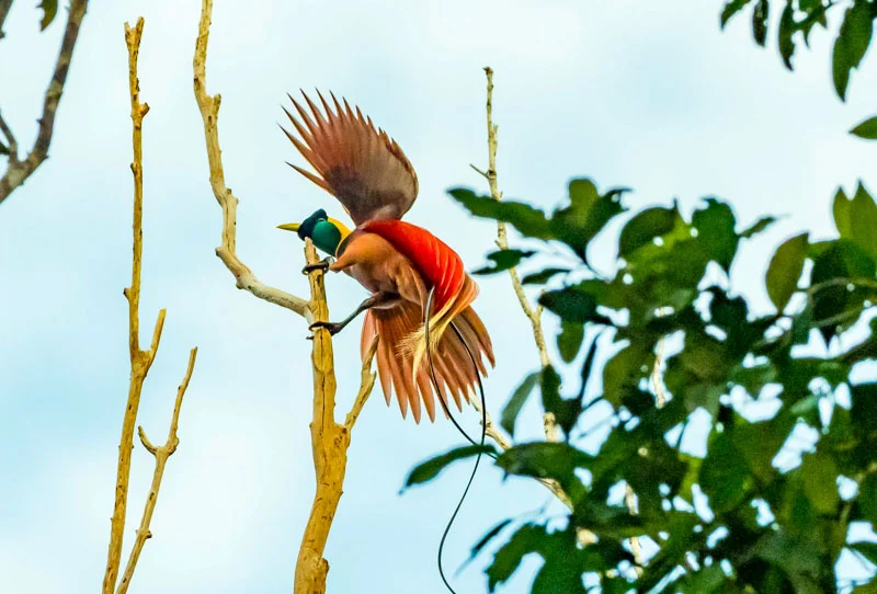 Raja Ampat의 Birds of Paradise를 놓치지 마세요 - 자연의 왕관 보석. ❘ 출처: https://rajaampatbiodiversity.com/