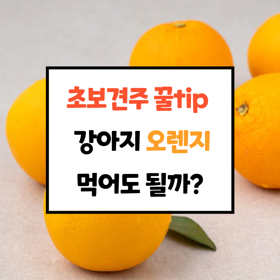  강아지 오렌지, 귤 줘도 되나? 견주상식 ep.8
