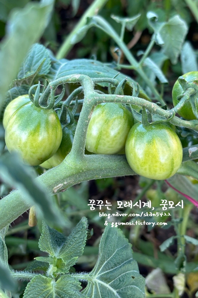 나폴레옹 과자점 이미지