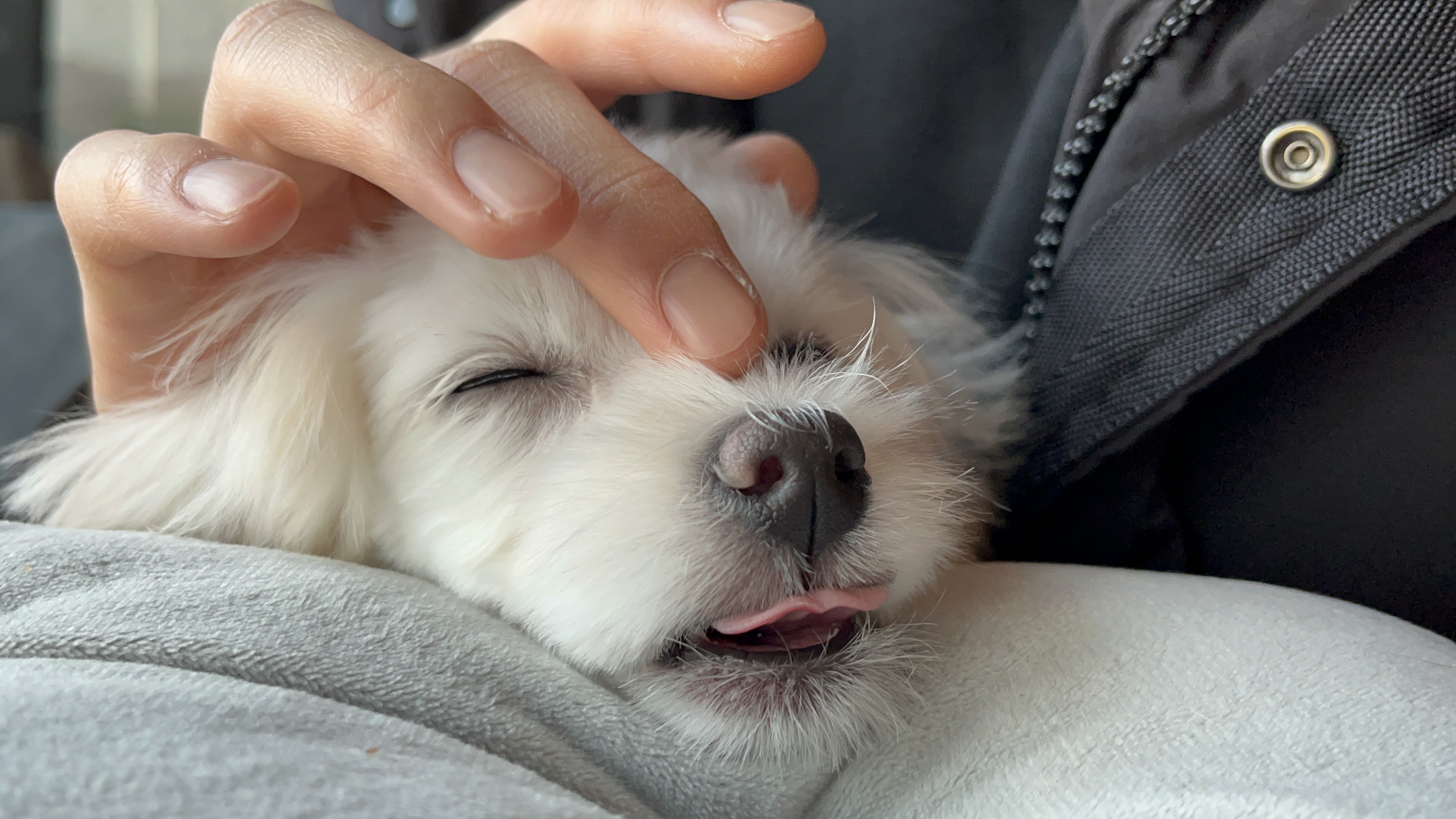 별똥구리 이미지
