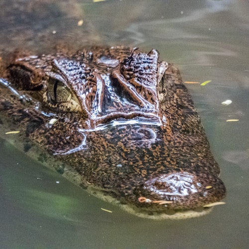 Understanding Reptile Temperaments