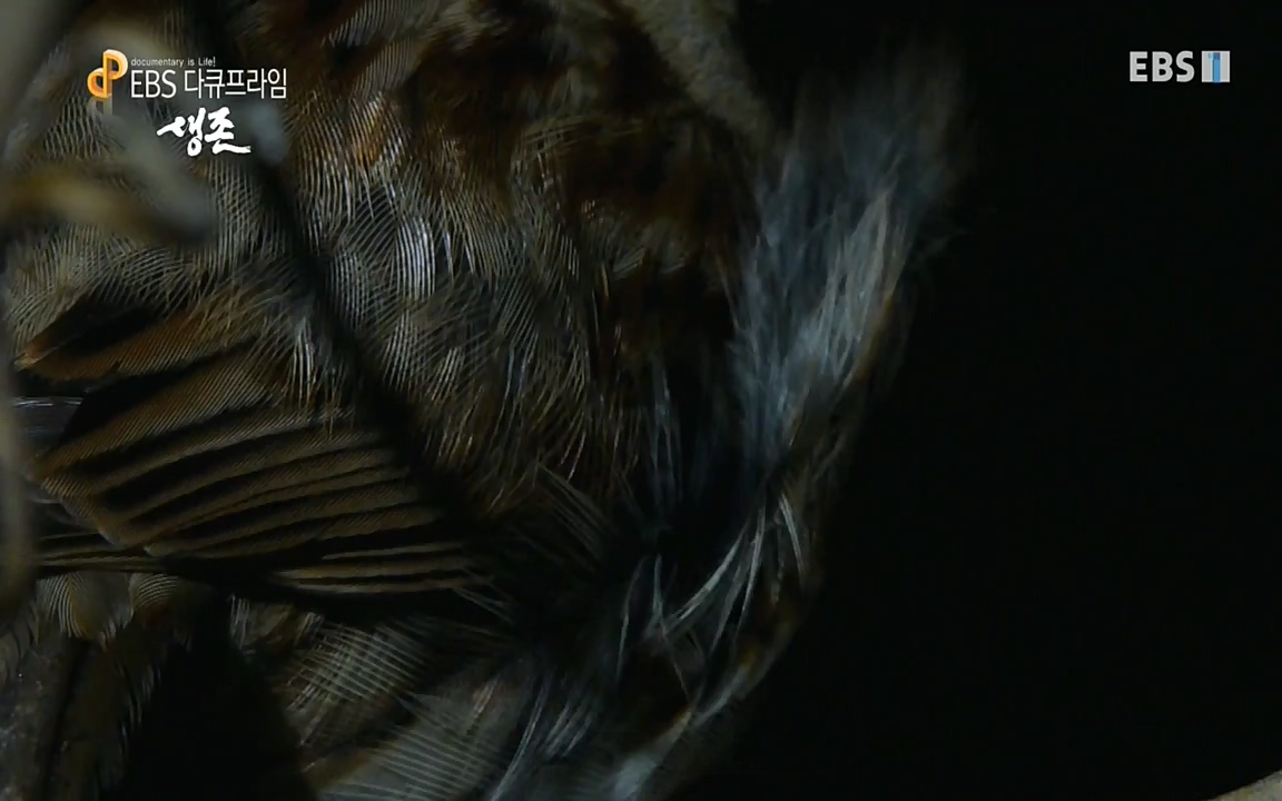 생존 3부_ EBS 다큐프라임_ 220629.avi_20220701_210802.525.jpg