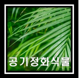 공기정화식물에 대해서 알아보자!