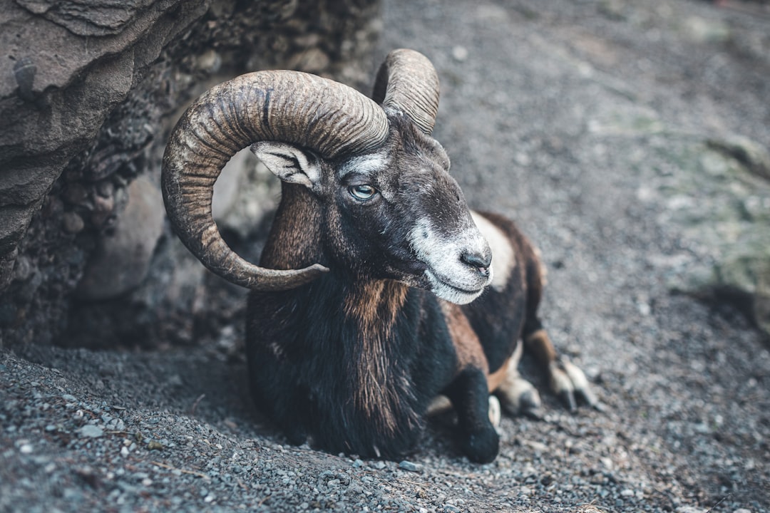 Aries