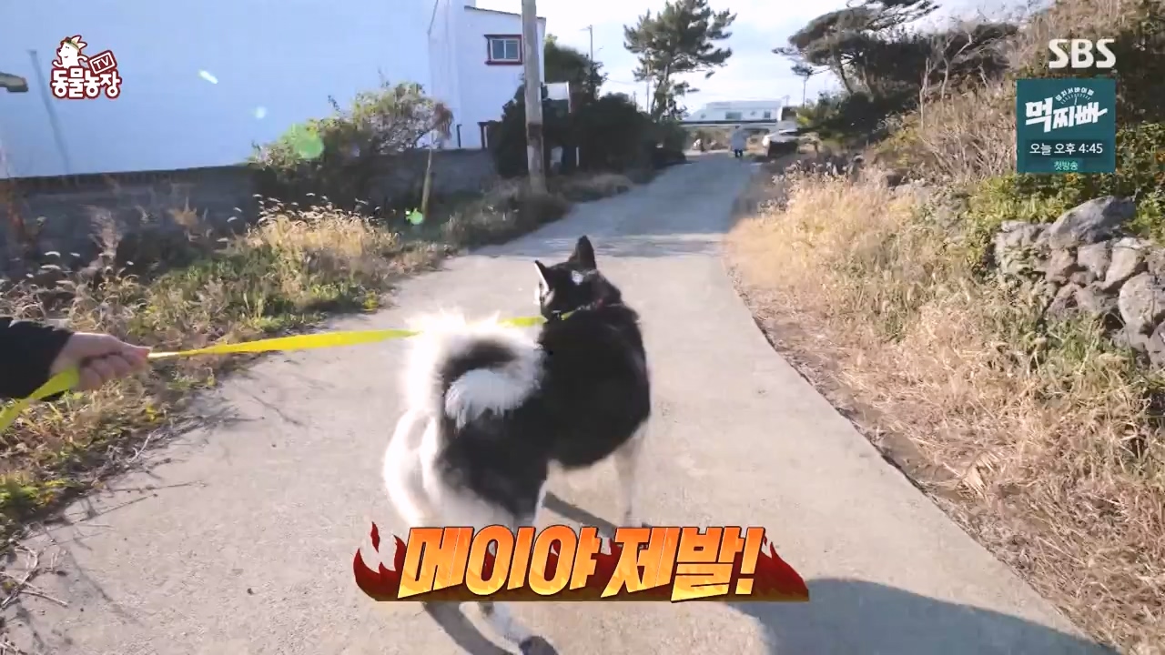 TV 동물농장.E1140.231009p-NEXT.mp4_20231008_174814.684.jpg