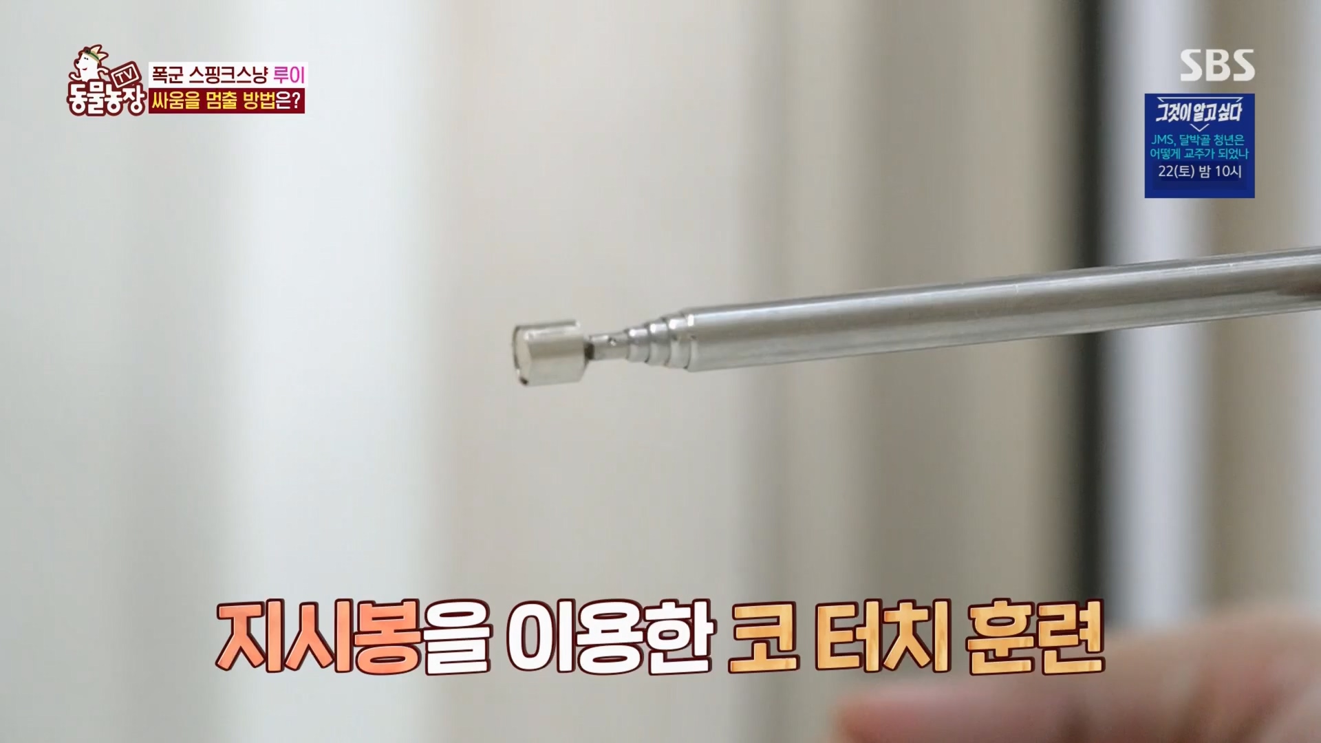 TV 동물농장.E1116.230416p.H264-F1RST.mp4_20230418_194210.756.jpg