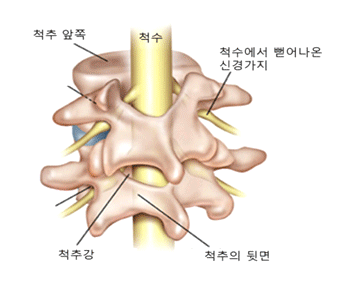 척추관의 구조