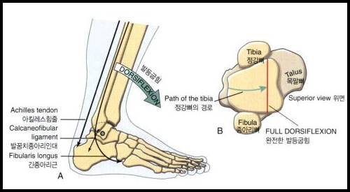발목 거퇴관절의 움직임과 거골의 윗면의 모양을 보여주는 그림