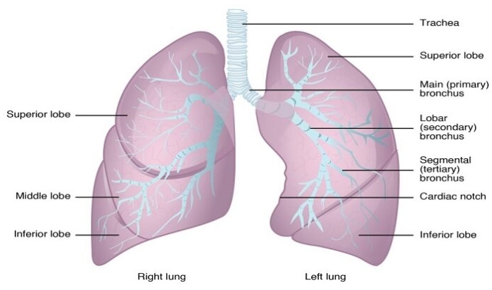 폐렴 치료기간