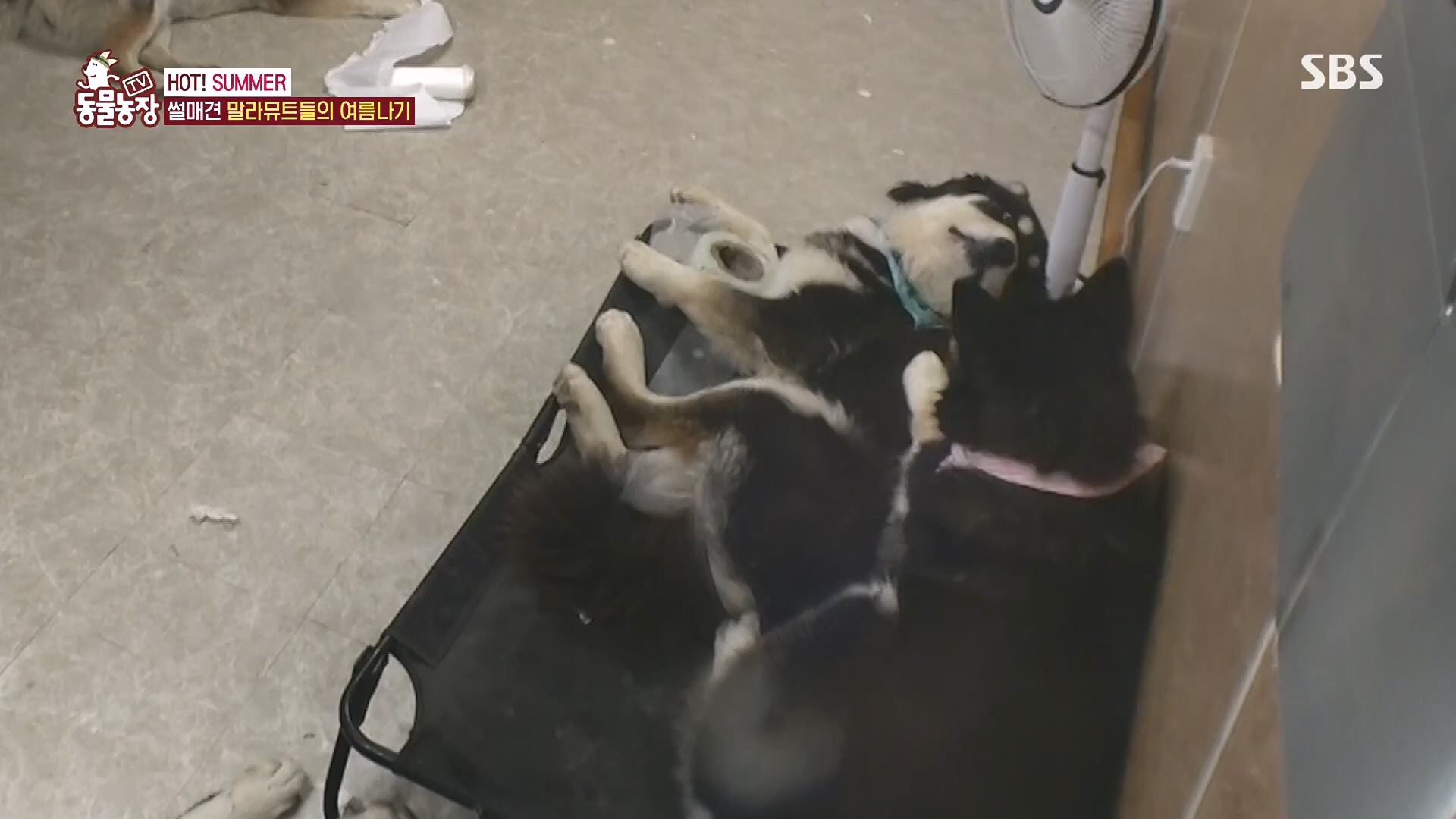 TV 동물농장.E1136.230903p.H264-F1RST.mp4_20230903_180337.300.jpg