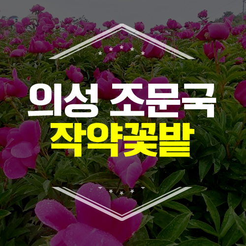  [의성 가볼만한 곳] 의성 조문국 사적지 작약꽃밭