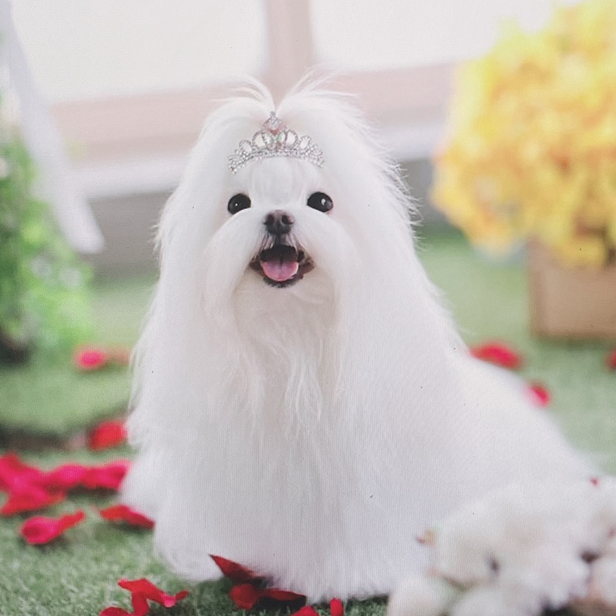 말티즈 키울 때 꼭 읽어보세요 소형견 종류 미니 1