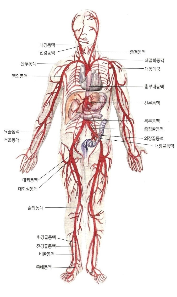  동맥혈관도