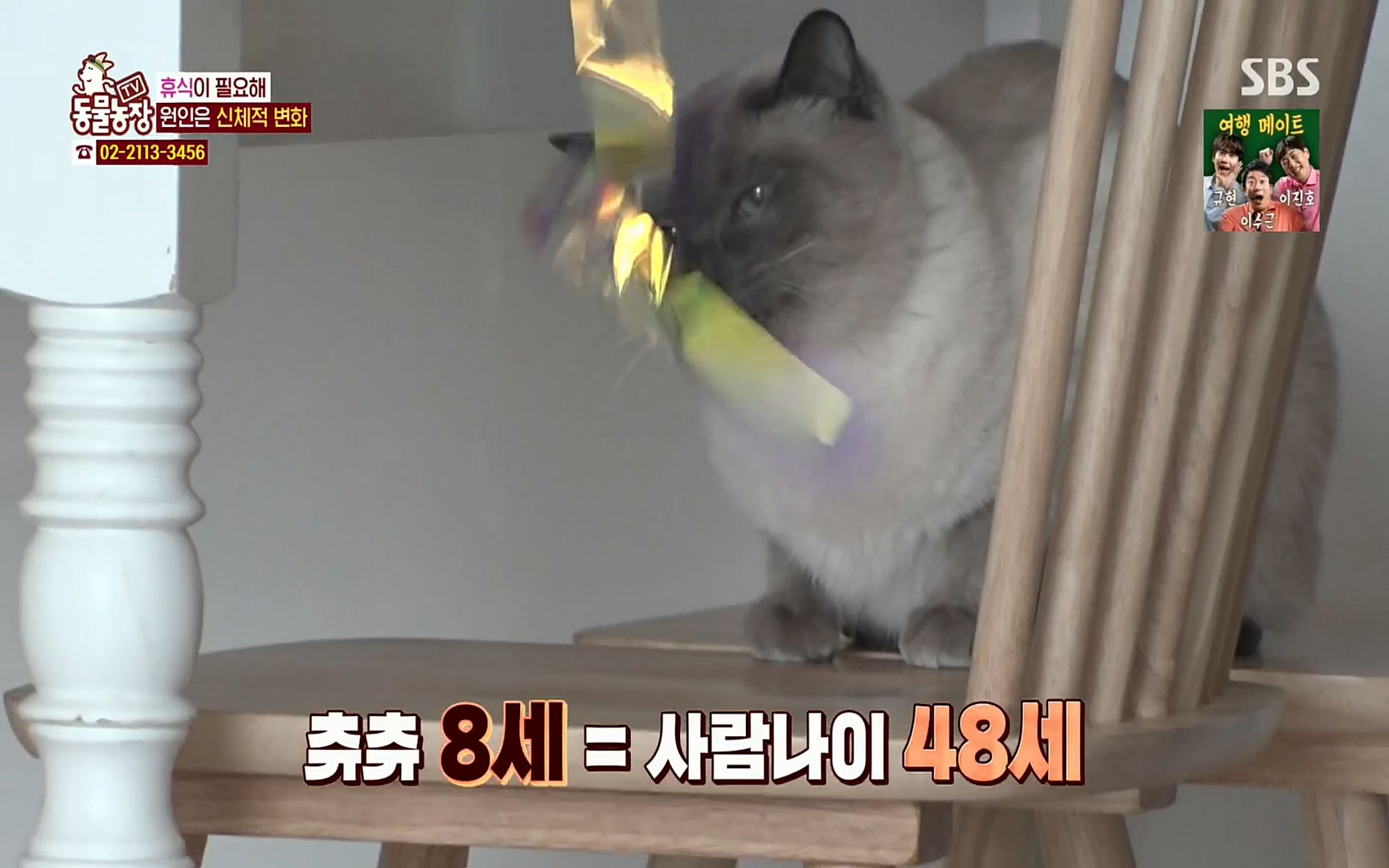 TV 동물농장.E1067.220501p.H264-F1RST.mp4_20220501_182836.796.jpg