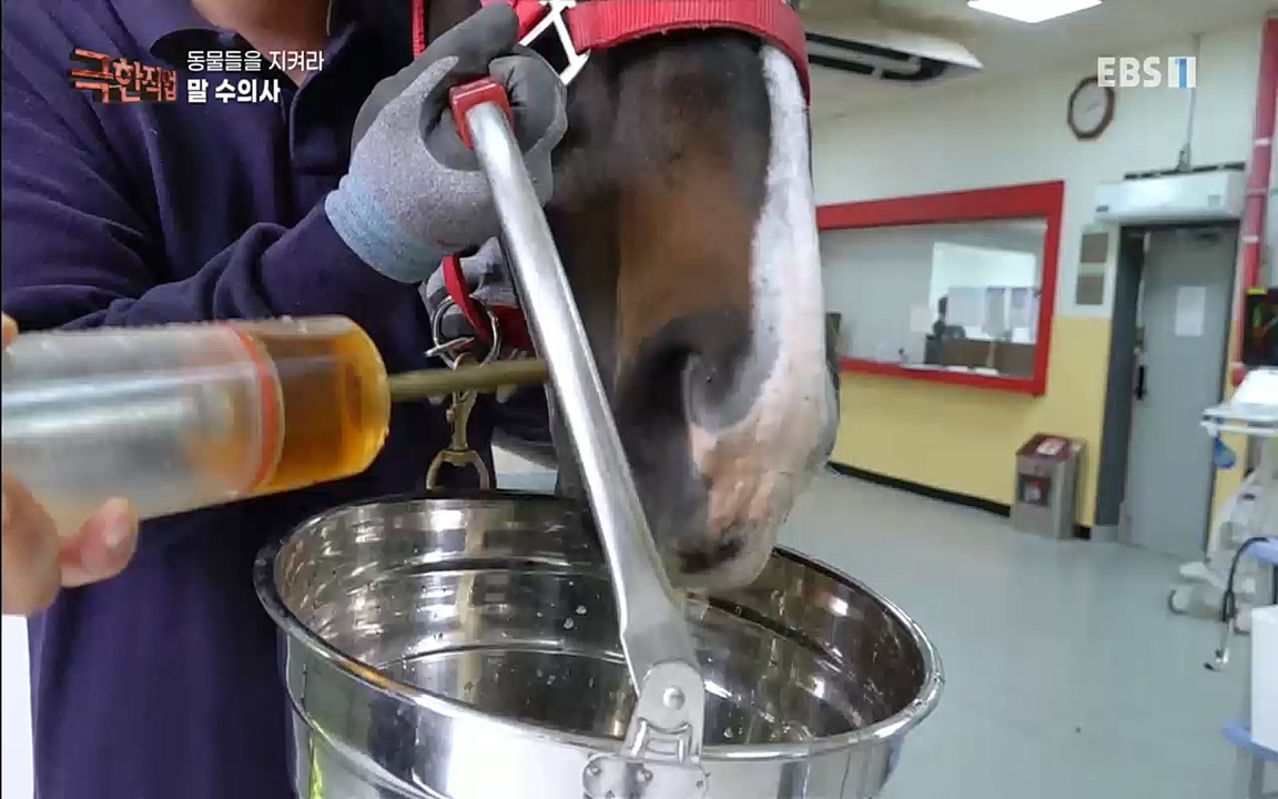 TV - 교육의 중심 EBS동물들을 지켜라, 수의사와 유기 동물 구조팀.mp4_20220913_200148.201.jpg