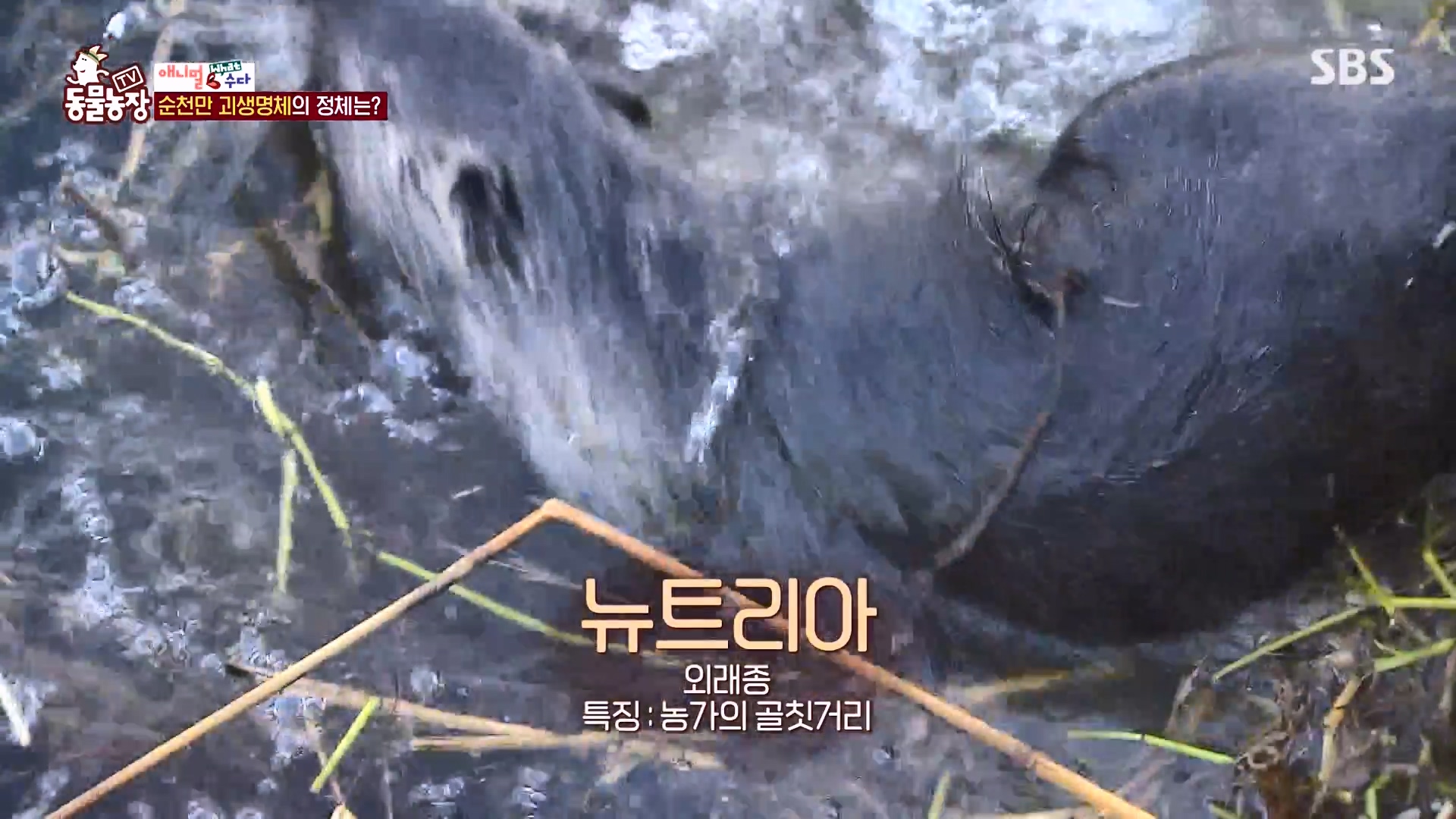 TV 동물농장.E1164.240324p-NEXT.mp4_20240324_170410.100.jpg