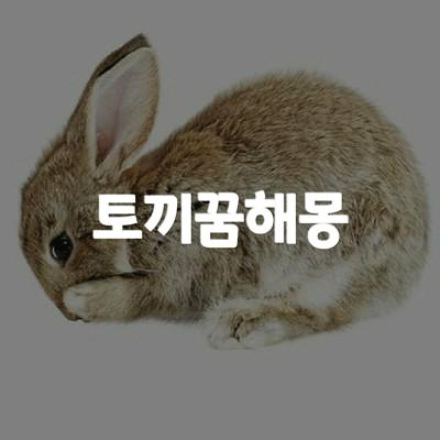 토끼꿈