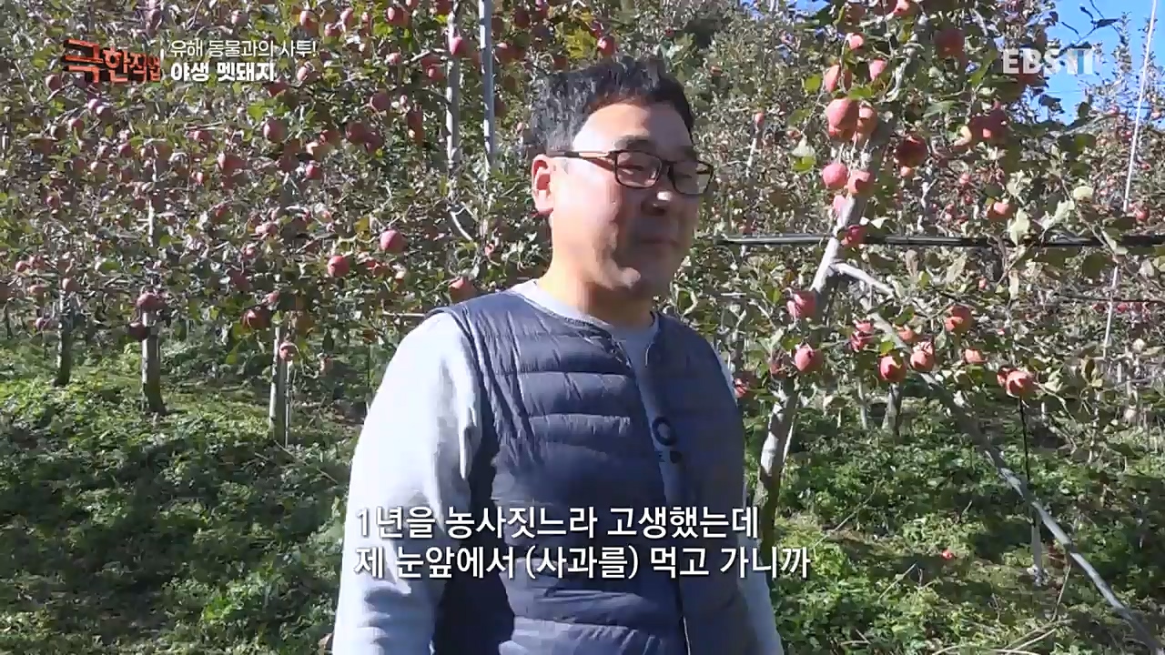 TV - 교육의 중심 EBS유해 동물과의 사투! 등검은말벌, 야생 멧돼지 퇴치.mp4_20221129_195010.496.jpg