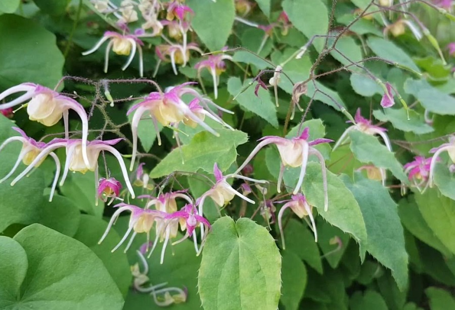 삼지구엽초 꽃과 잎