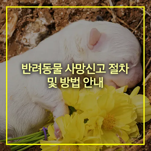 반려동물 사망신고 절차