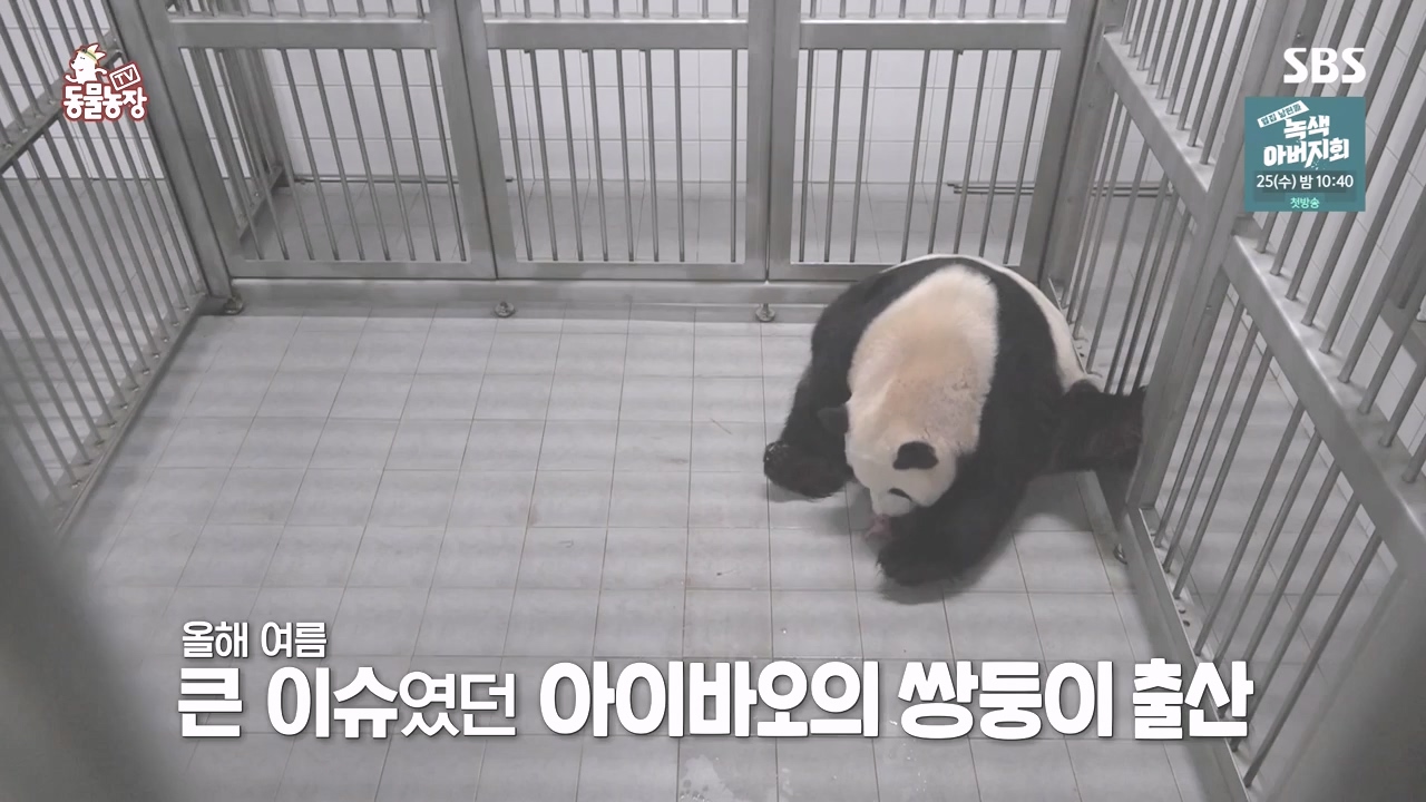 TV 동물농장.E1142.231023p-NEXT.mp4_20231022_173949.800.jpg