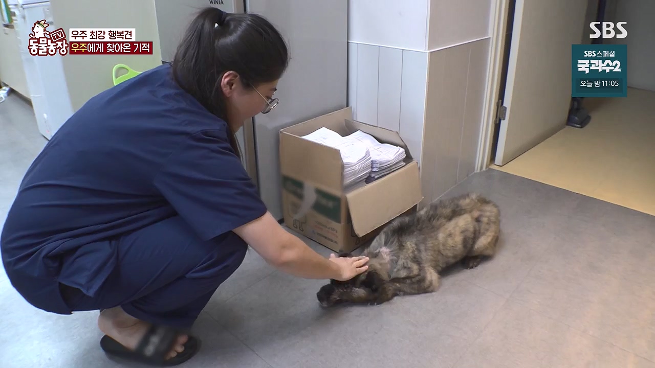 TV 동물농장.E1137.230911p-NEXT.mp4_20230910_183230.702.jpg