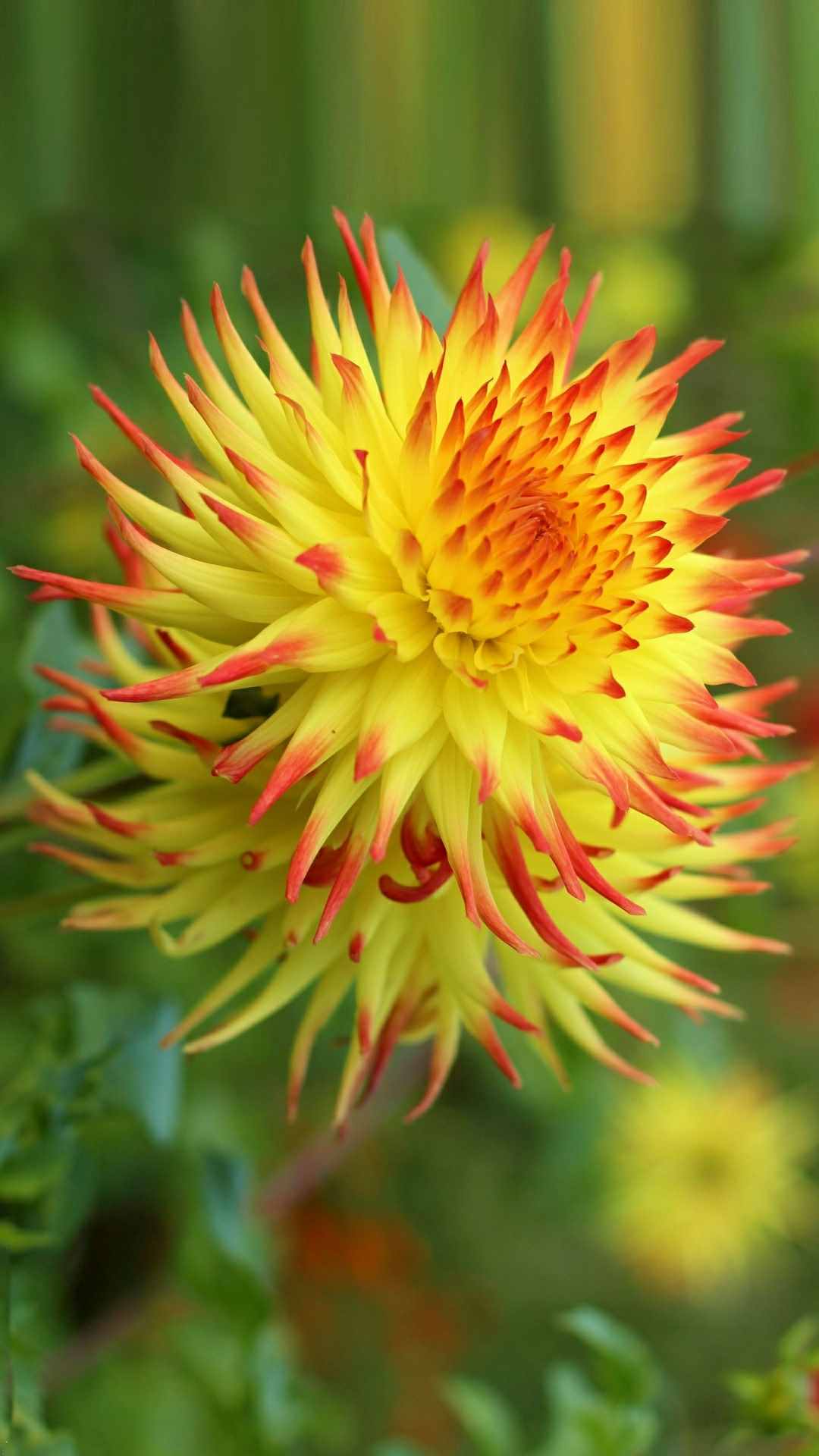 Dahlia Flower iPhone Wallpaper