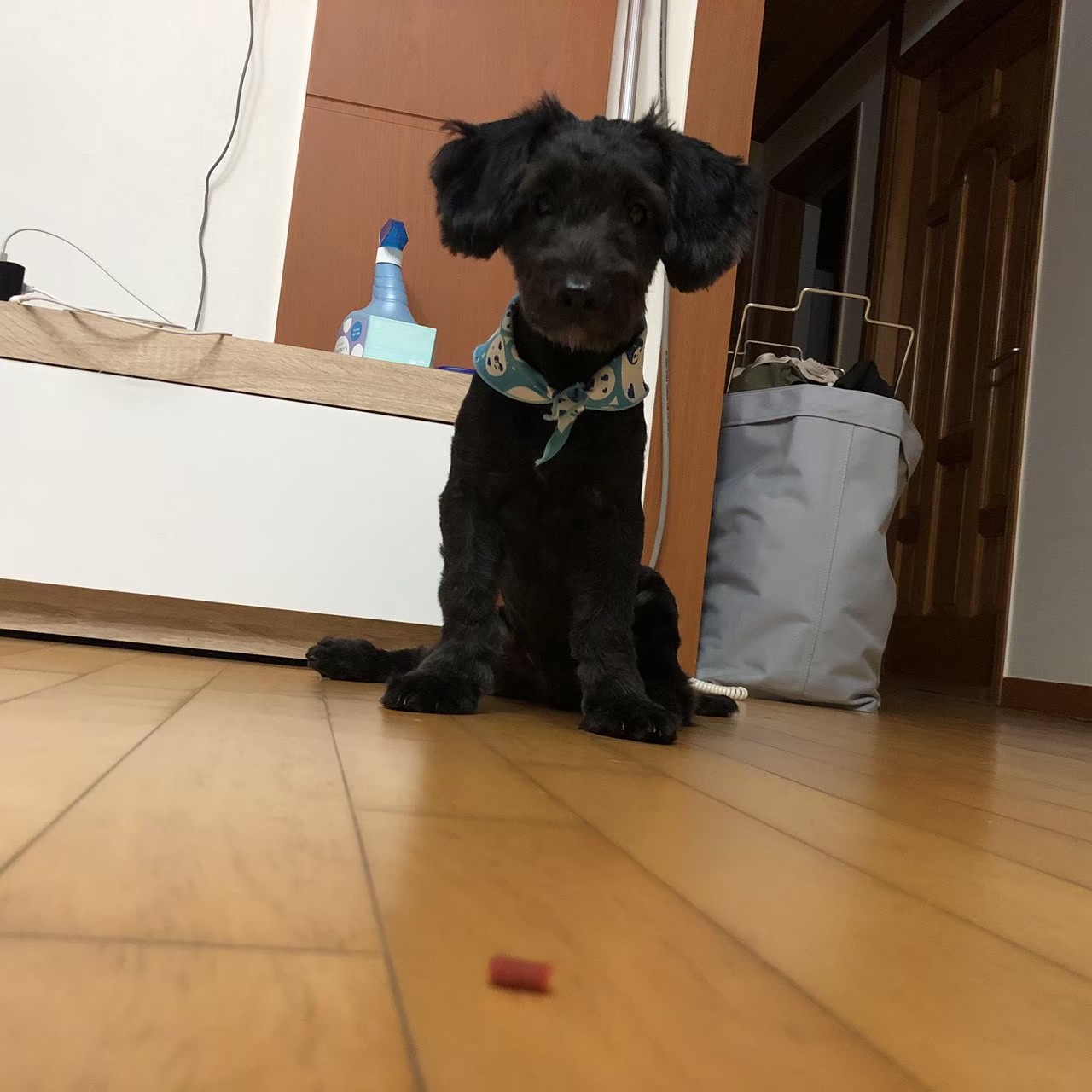 강아지 망고 먹어도 되나요?