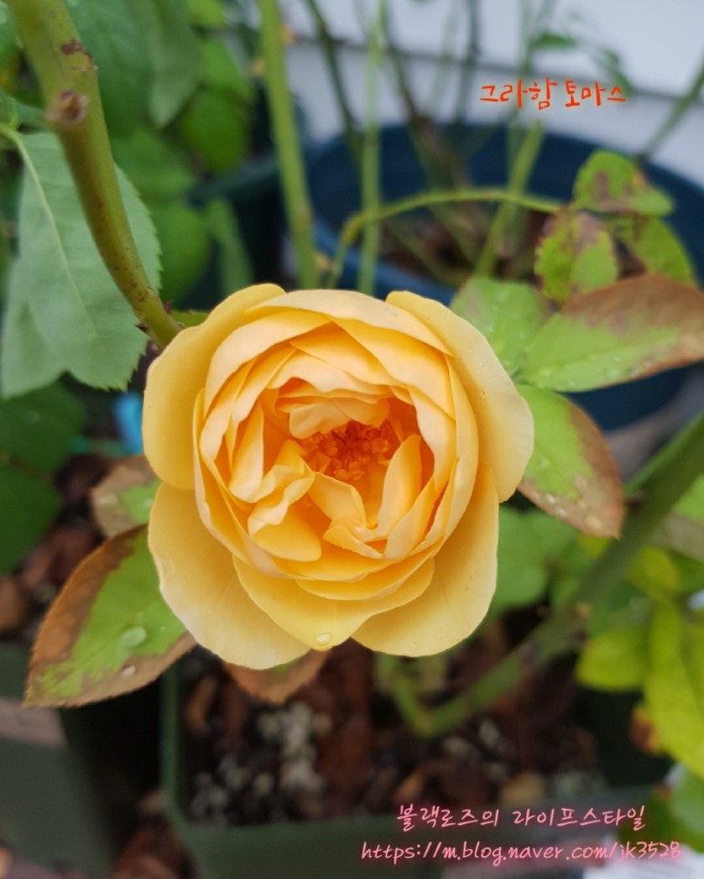 화요일엔 노랑장미를. 2