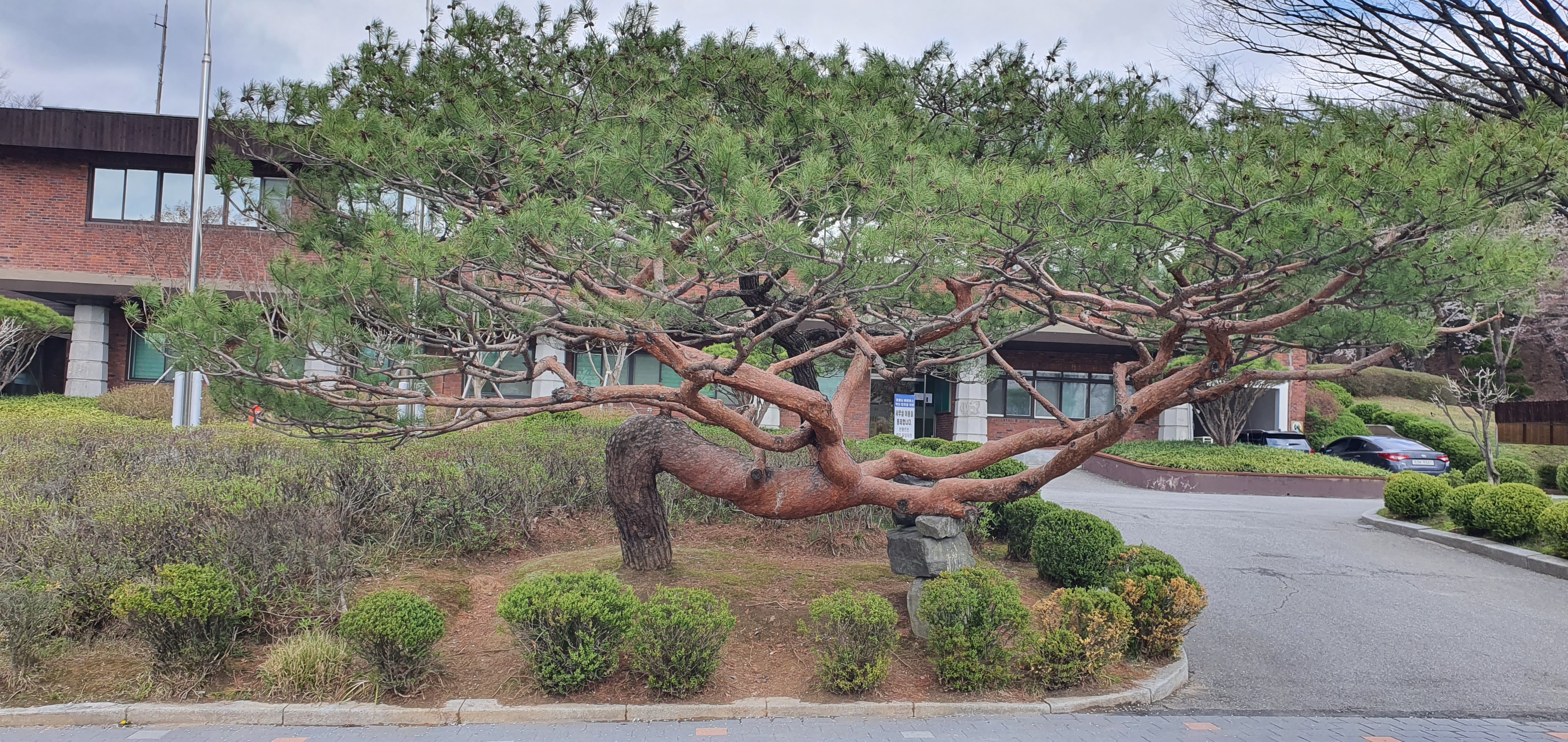  과천 서울대공원 명품 소나무 소원과 장수와의 만남