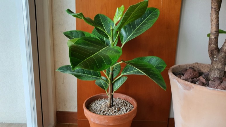 식물 인테리어로 뱅갈고무 나무 키우기 집에서 키우는 거실 반려 20