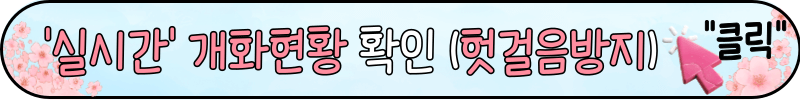 가평 에덴벚꽃길 벚꽃 축제