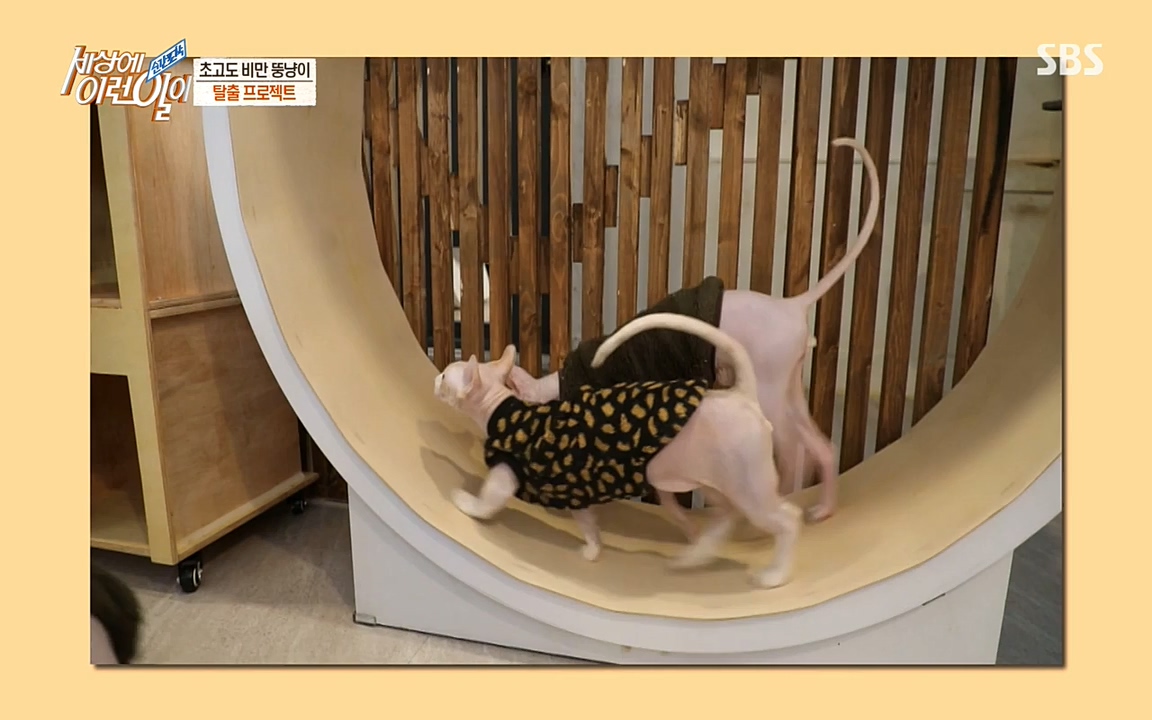 순간포착 세상에 이런일이.E1177.220427p-NEXT.mp4_20220427_183838.682.jpg