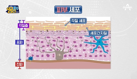 피부세포