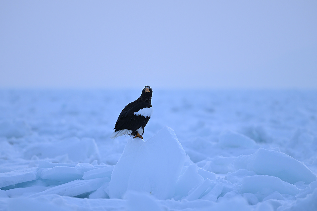 NIKKOR Z 180-600mm