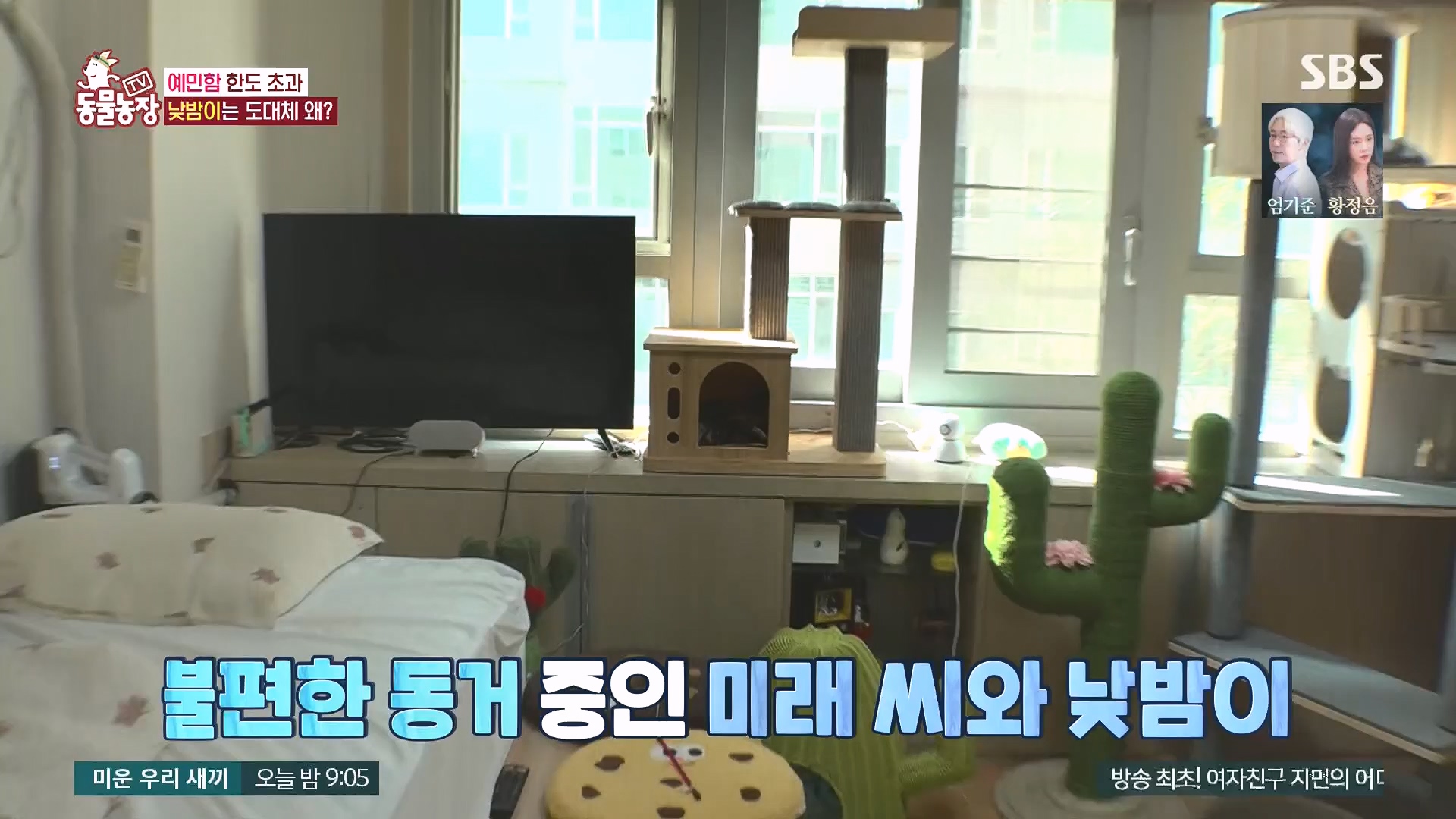 TV 동물농장.E1136.230903p.H264-F1RST.mp4_20230903_180355.186.jpg