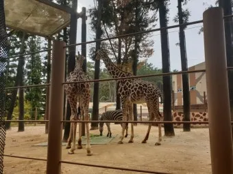 부산동물원 대형동물원 24개월 미만 무료 연중무휴 완벽 이용 가이드_20