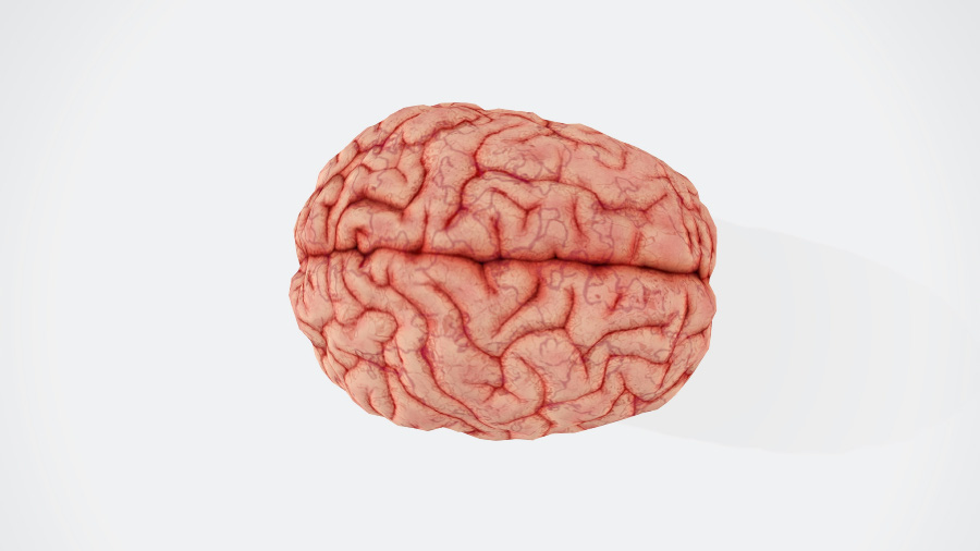 사람의 뇌를 하얀 바닥 위에 놓아두고 위에서 확대를 하여 뇌의 주름이 잘 찍힐 수 있도록 하고 찍은 사진