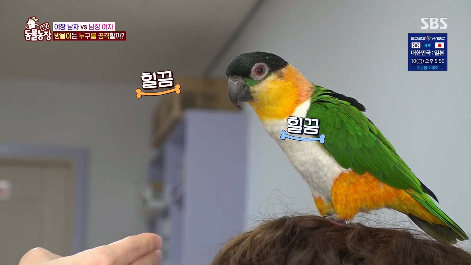 TV 동물농장.E1110.230305p.H264-F1RST.mp4_20230305_183146.465.jpg