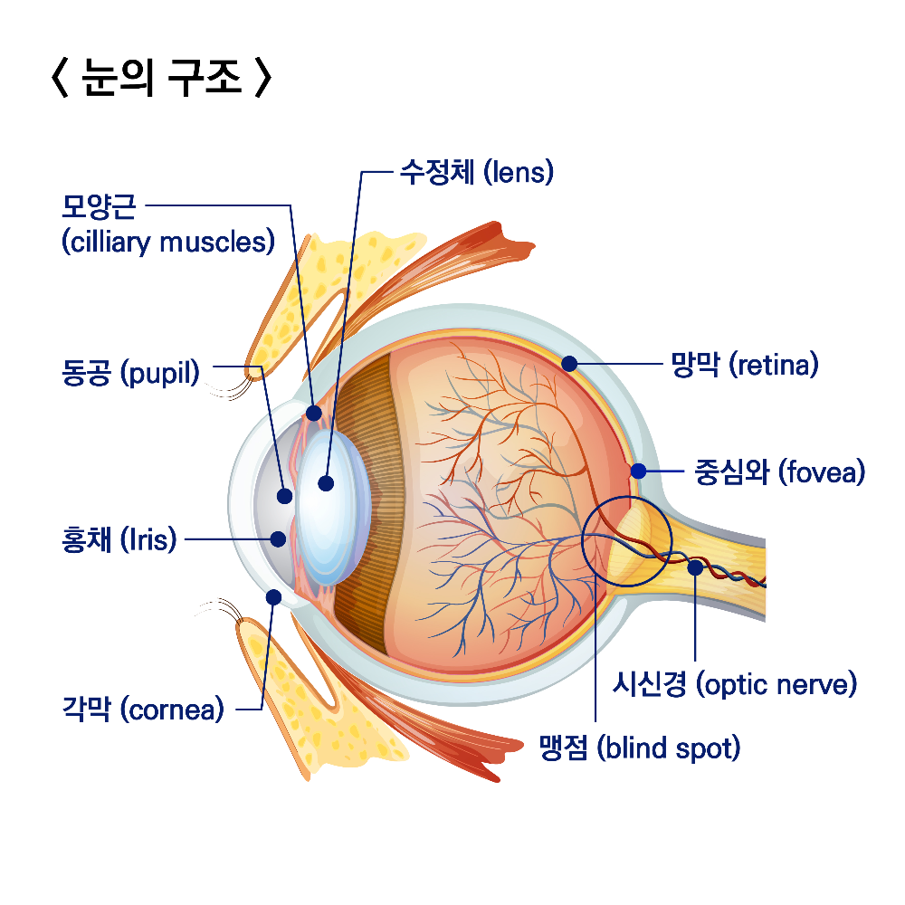 눈의 구조