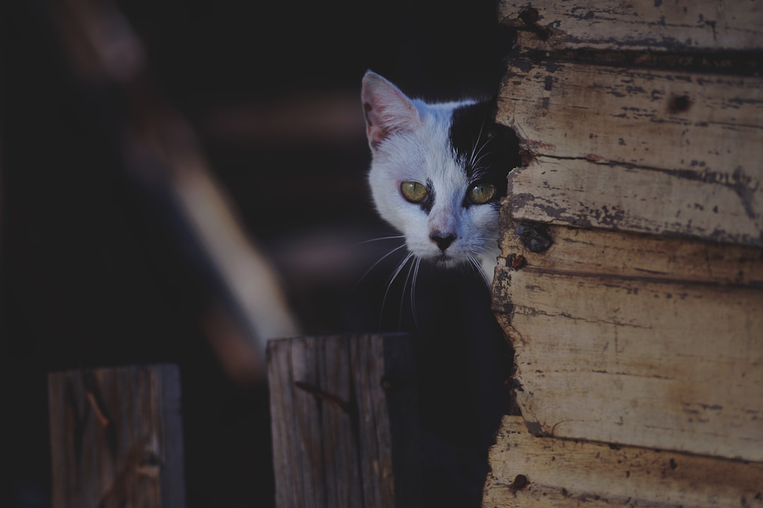 Feline