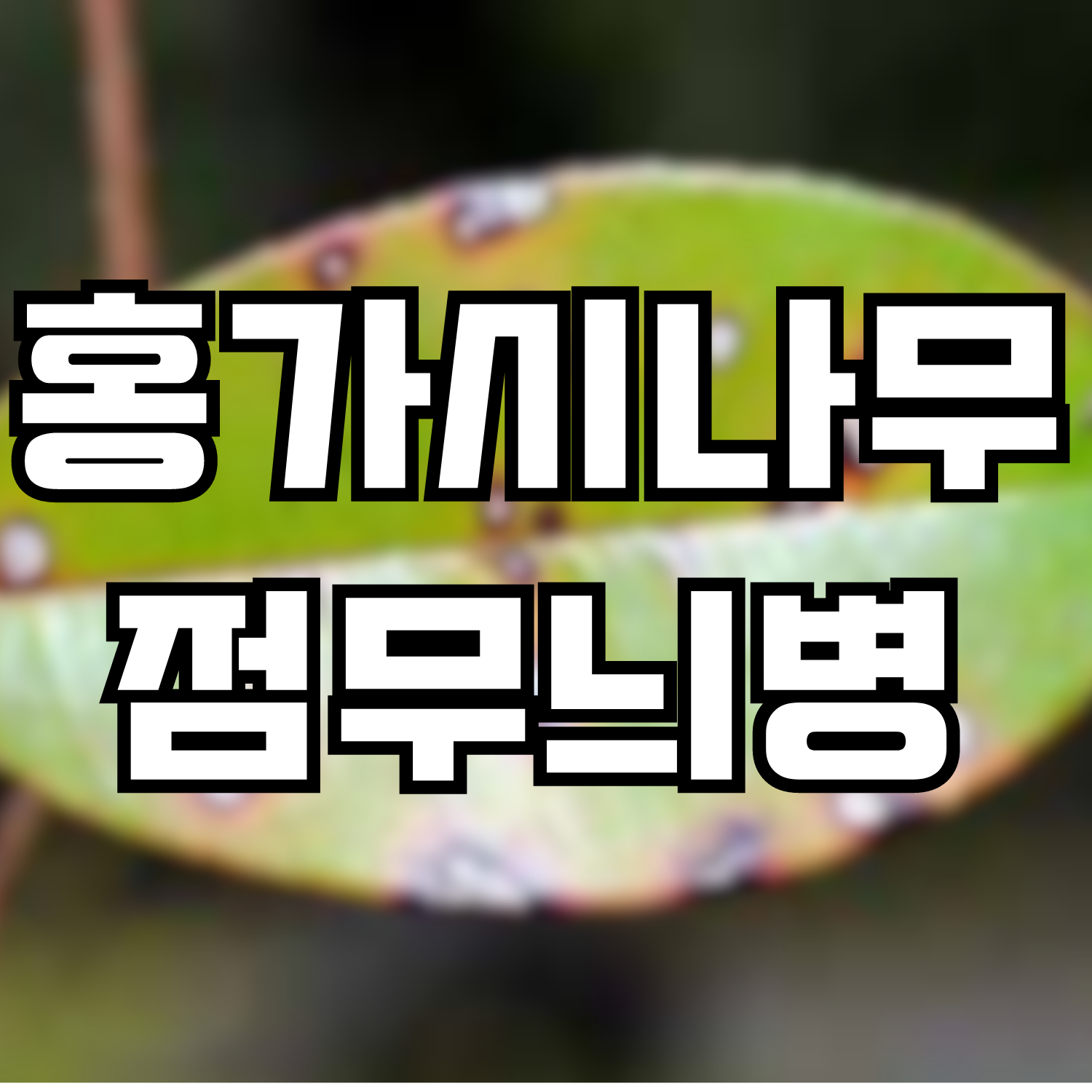  홍가시나무 점무늬병