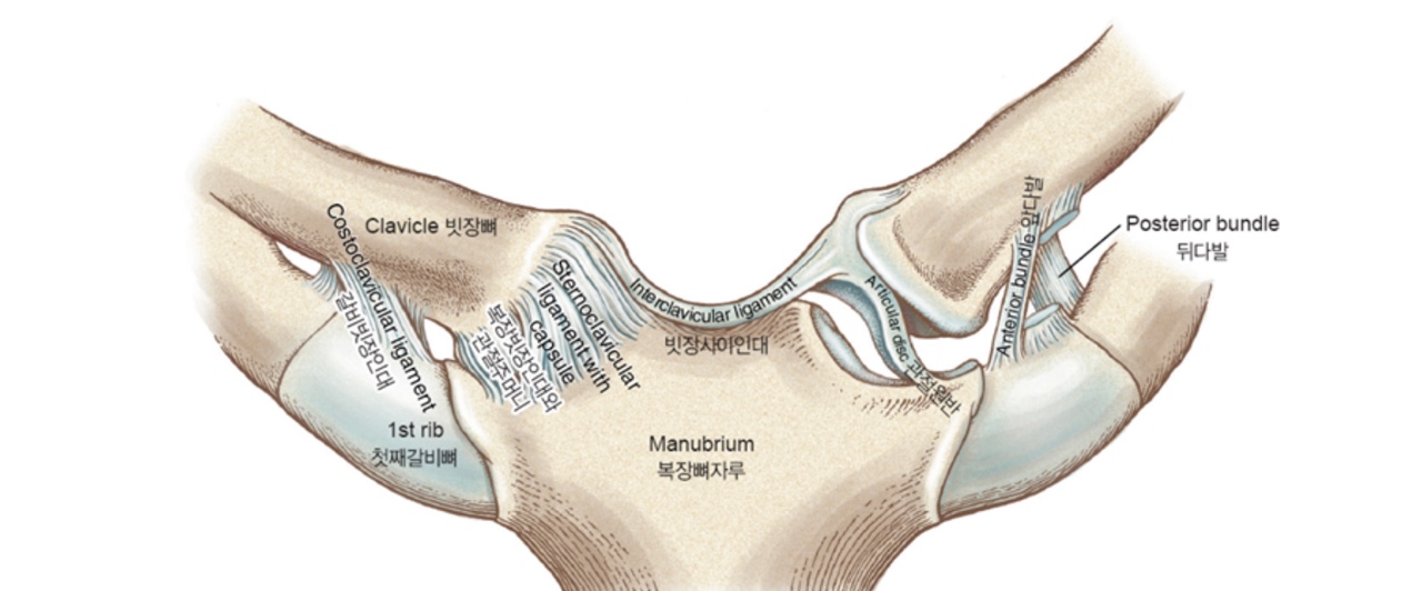  [뉴만]어깨 복합체에 대하여 알아보자! (어깨 복합체에 대한 모든것) shoulder (2)편 - 흉쇄 관절