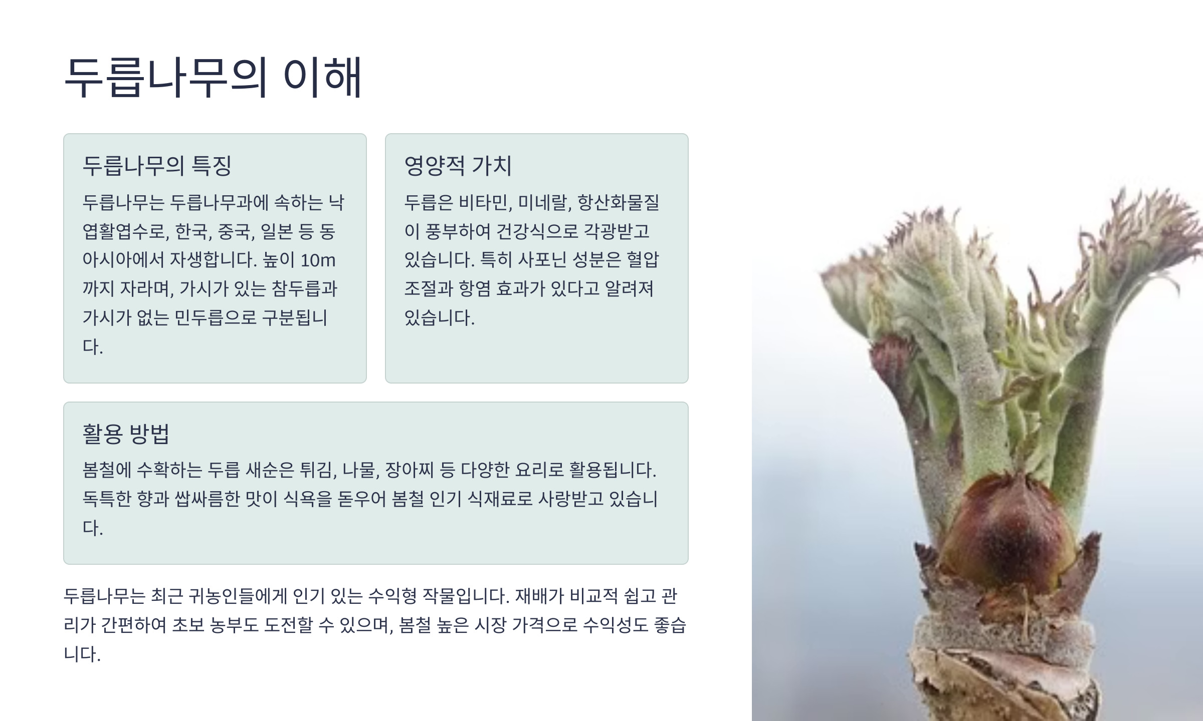 두릅나무 설명 사진