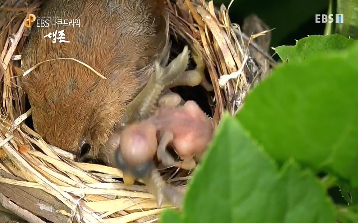 생존 3부_ EBS 다큐프라임_ 220629.avi_20220701_204554.035.jpg