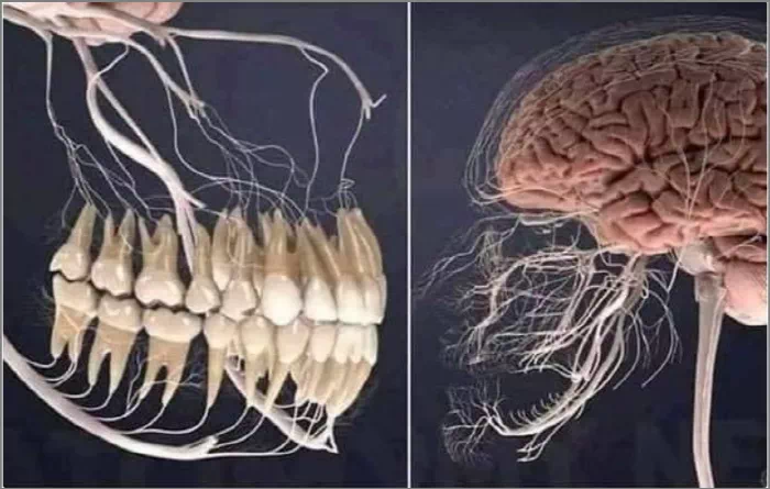 치아와 연결 된 신경