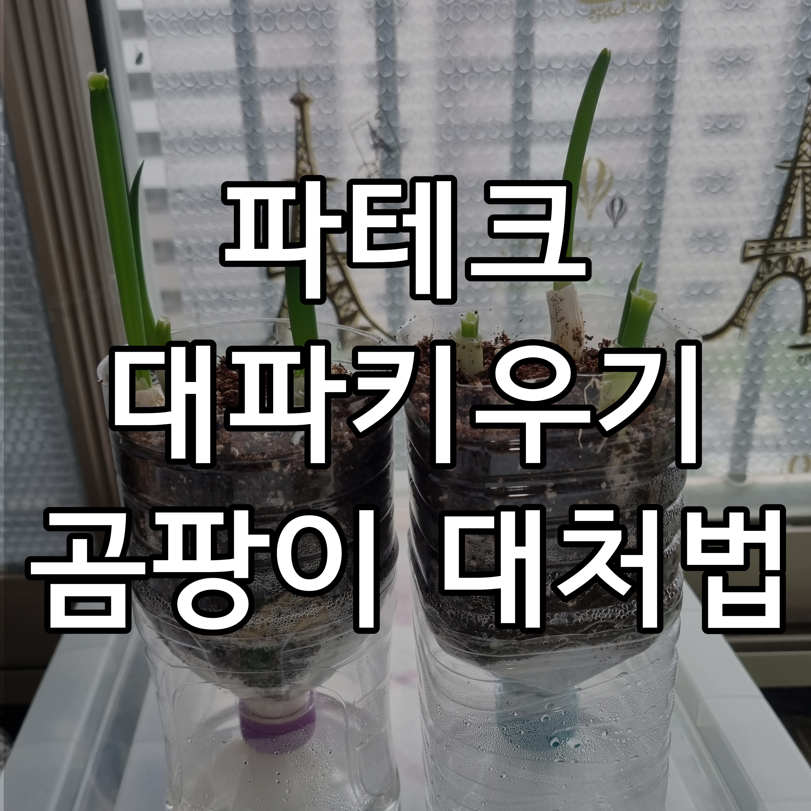  [파테크] 대파 심은 흙 표면에 곰팡이 발생