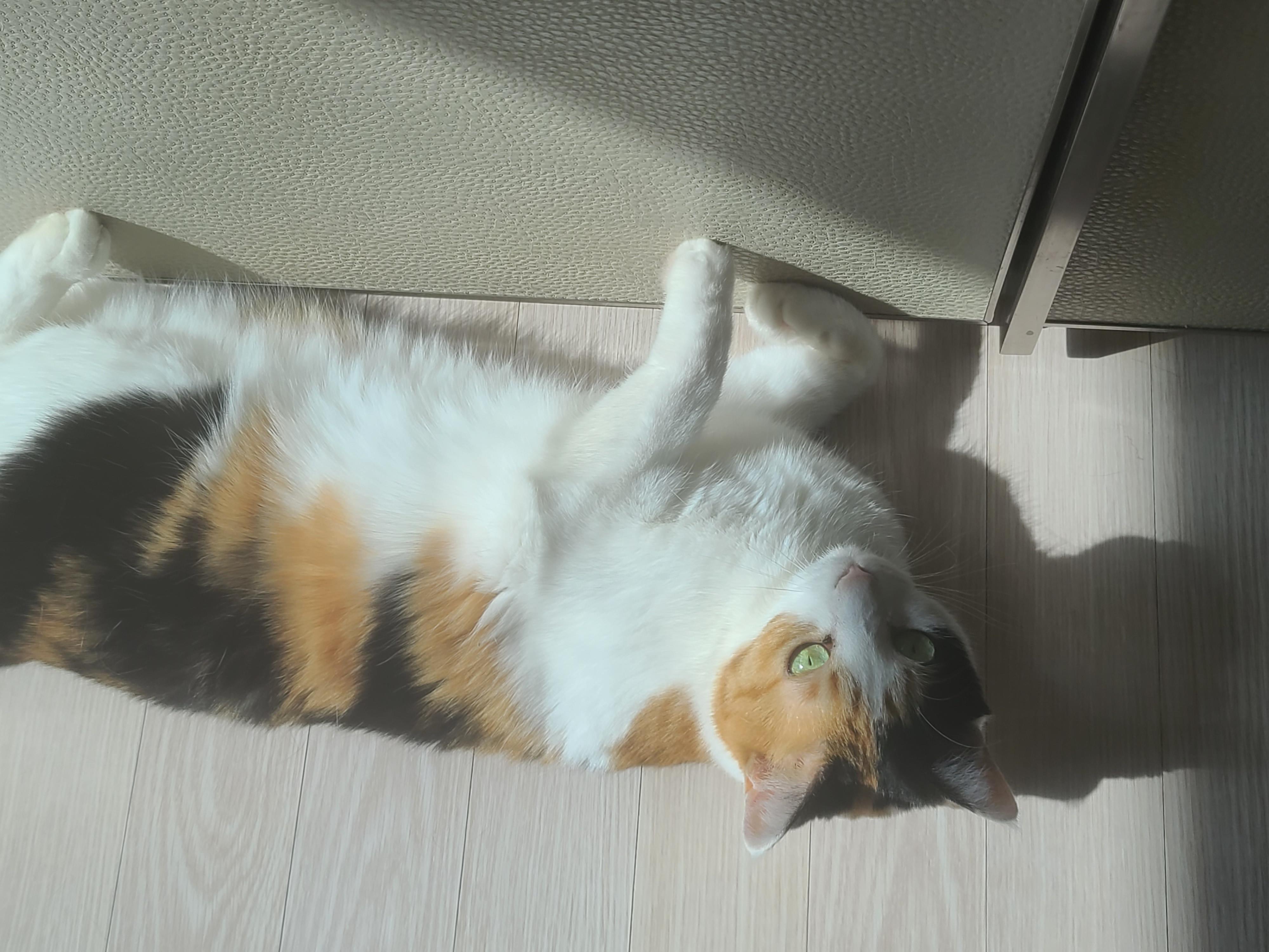 바닥과 한몸이 된 고양이 요미.(feat. 보일러를 틀어서 다행!)