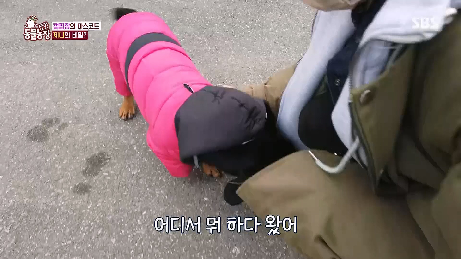 TV 동물농장.E1106.230129p.H264-F1RST.mp4_20230130_192741.714.jpg